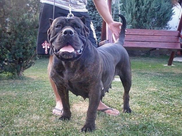 Dogo Canario mix