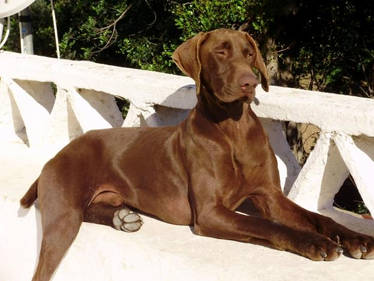 German Shorthair Pointer 3