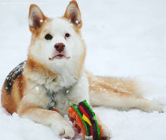 Labrador Husky 2