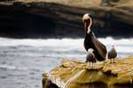 Pelican With Cronies by samtheflash82