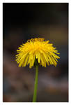 Dandelion in Sun by samtheflash82