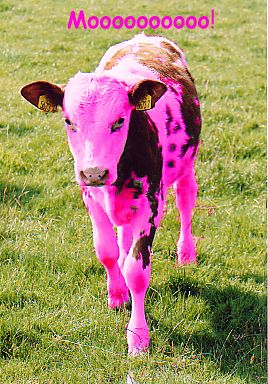 Pink cow ID by Pink-Fluffy-Cows on DeviantArt