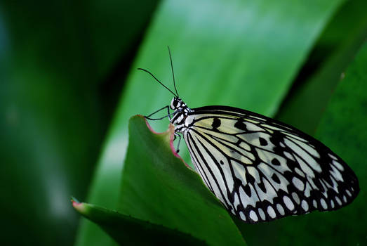 Zebra Butterfly