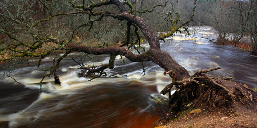 Fallen tree