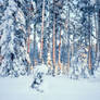 Winter time in forest