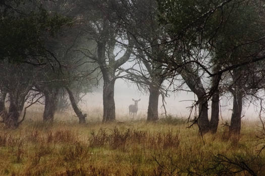 Deer in Forest