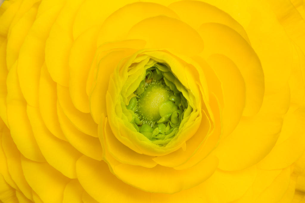 Yellow Flower by xelement Yellow Flower by xelement