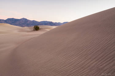 Sand Dune