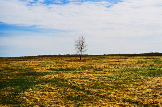 Lone-tree