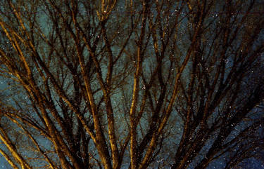 Dusted Tree.