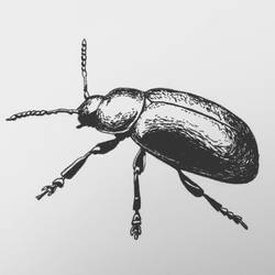 Green dock beetle