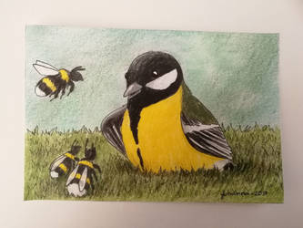The great tit and the bumblebees