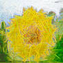 Sunflower Line Art