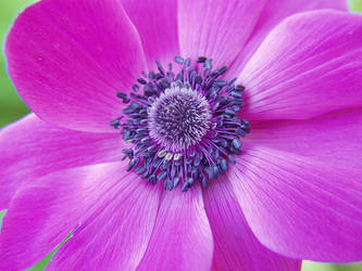 Purple Flower