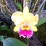 orchid 5