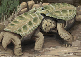 Testudozoic Hornshells