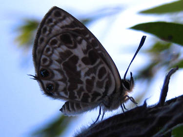 Leptotes plinius butterfly