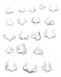 Female Nose Studies