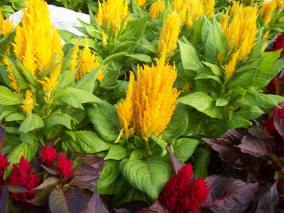 yellow and red flowers