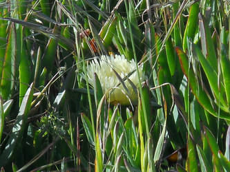 Sea Flower