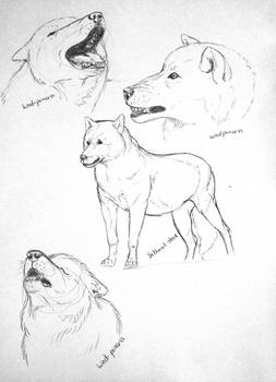 Wolf Sketches