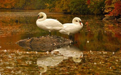 Duck In Pond