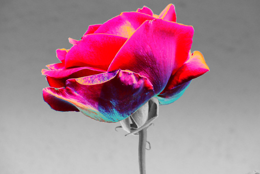 rainbow rose -old-