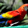 Macaw game