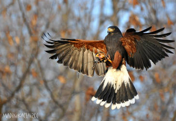 Harris's Hawk