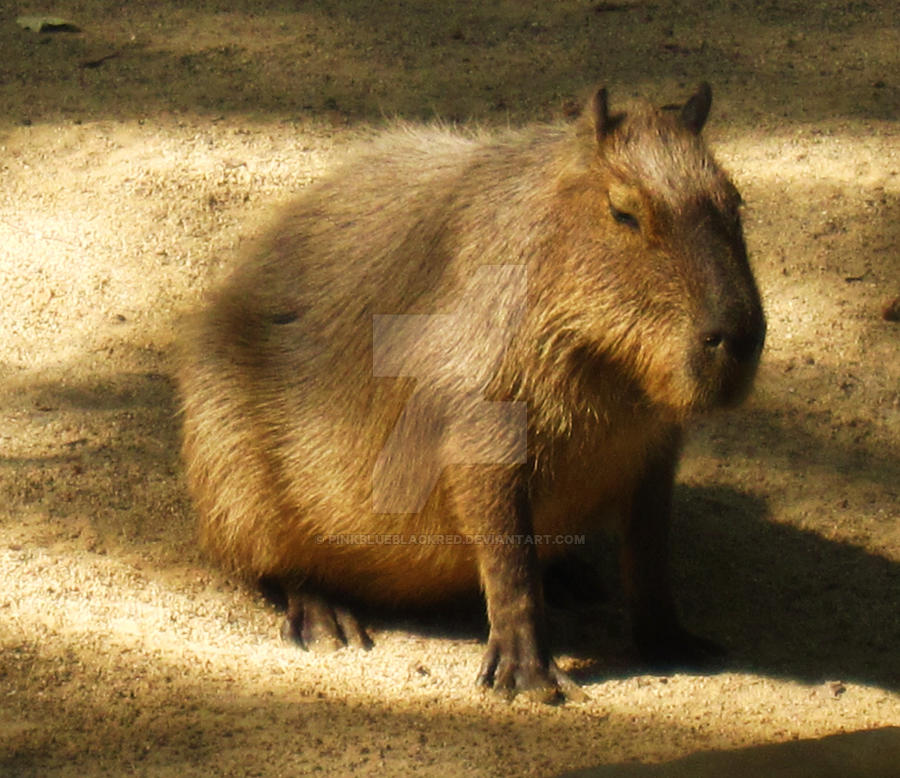 Capybara by PinkBlueBlackRed on DeviantArt