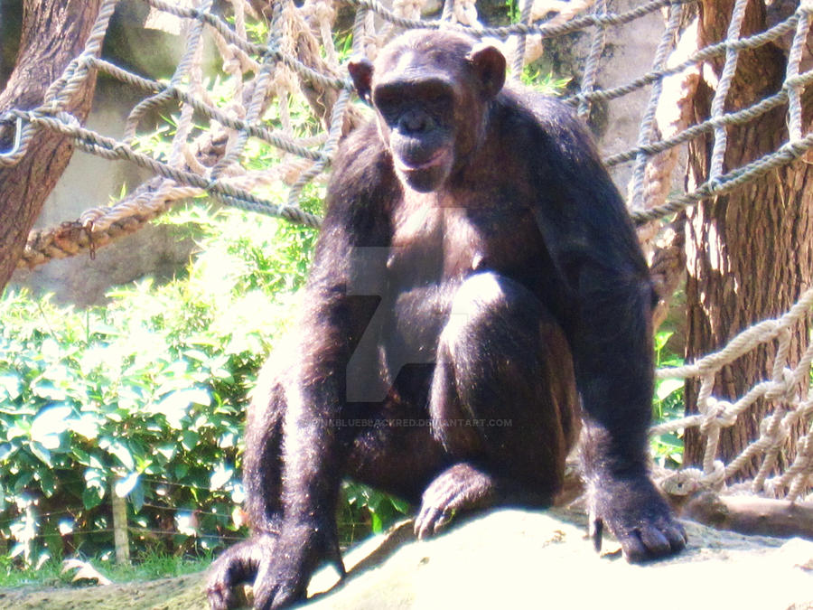 Pink Ripped Chimp Chimp by PinkBlueBlackRed on DeviantArt