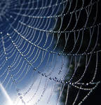 Spider cords by anulka330