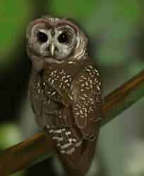 Owling WIP 02