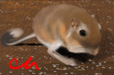 Desert Kangaroo Rat