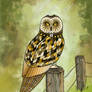Owl sitting on a fence