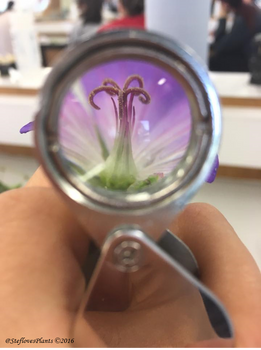 Flower under the hand lens