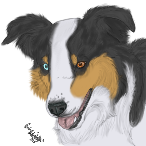 Border Collie Portrait