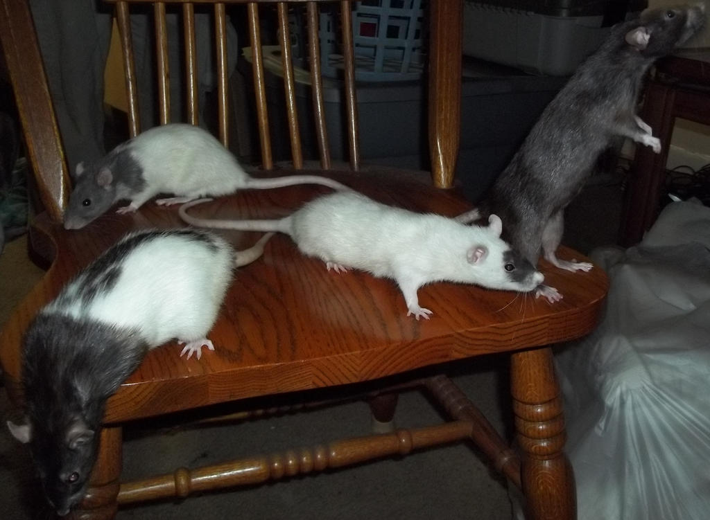 Four Rats on a Chair