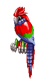 Calypso Macaw - Animated