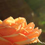 orange rose