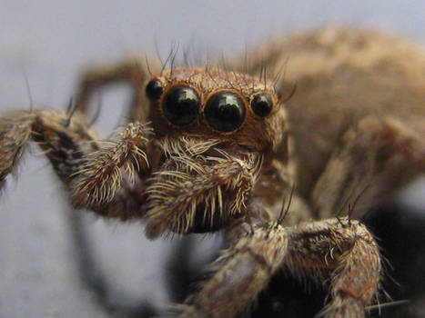 Cute spider in my kitchen