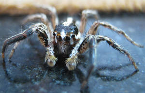 Spider macro