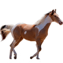 Precut: Paint Horse