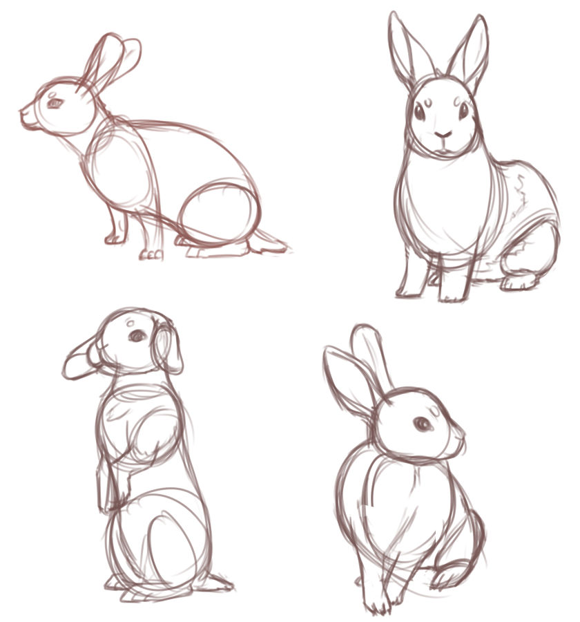 Skinned Rabbit Drawing Rabbit Sketches by AngelKite on DeviantArt