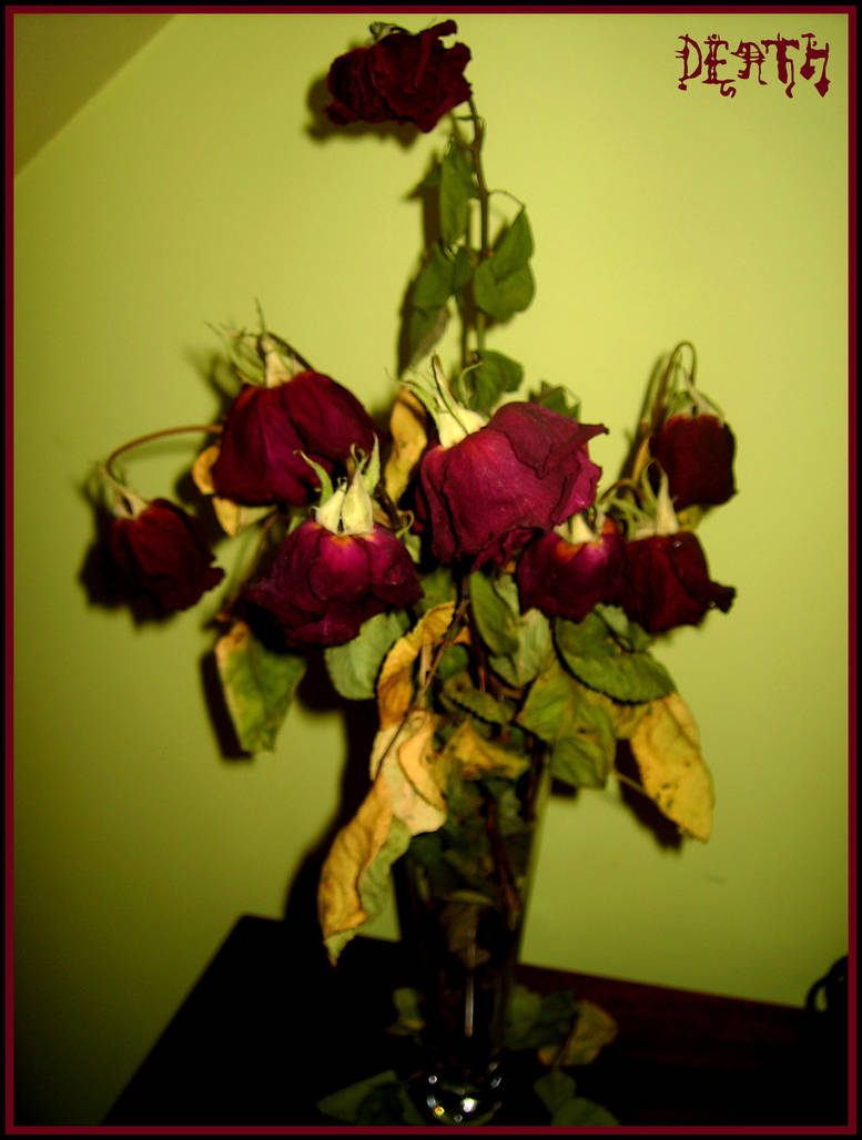 dead roses by Kaamissio on DeviantArt