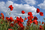 poppy field by Su58