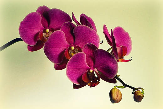 the orchid 2