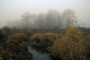 Fog on the backwaters