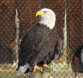 Mighty Bald Eagle