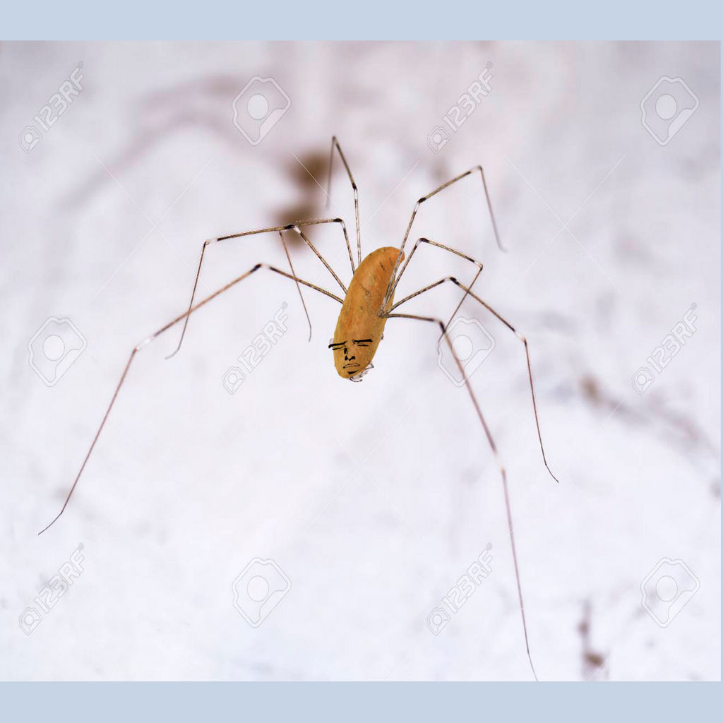 SWEET POTATO SPIDER by ADooFUs-TNG on DeviantArt